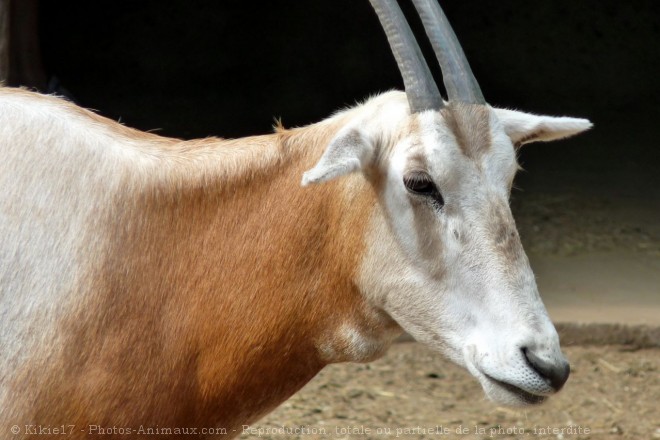 Photo d'Oryx