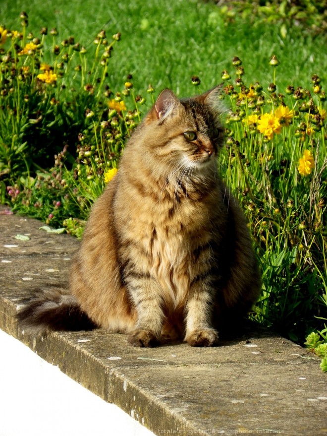 Photo de Chat domestique