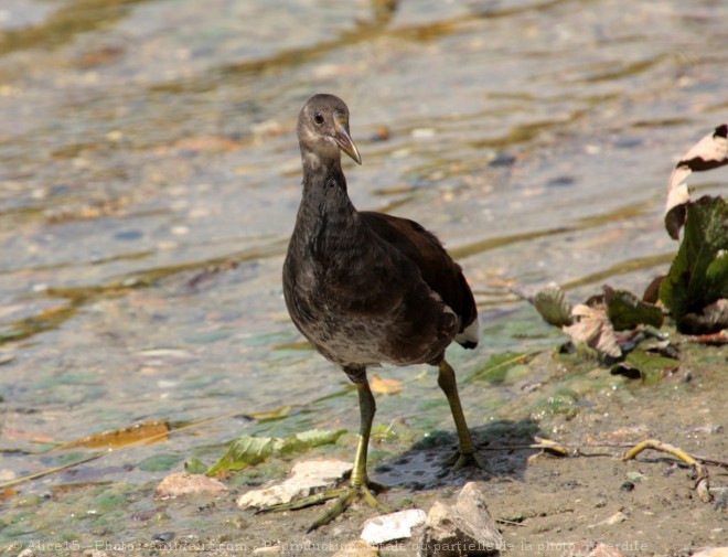 Photo de Poule d'eau