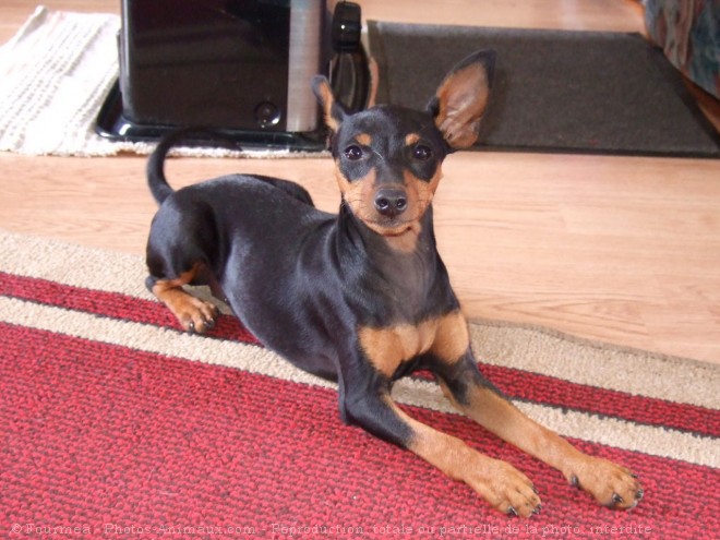 Photo de Pinscher nain