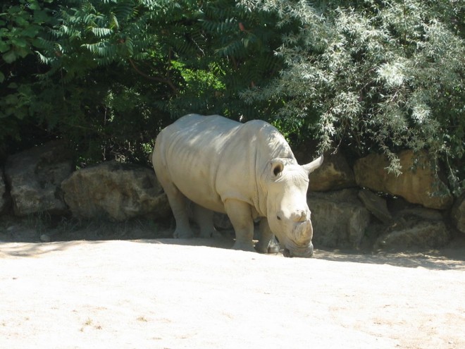 Photo de Rhinocros