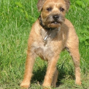 Photo de Border terrier