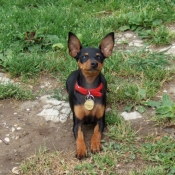 Photo de Pinscher nain