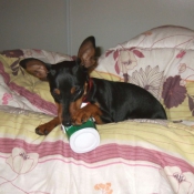 Photo de Pinscher nain