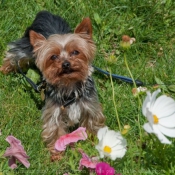 Photo de Yorkshire terrier