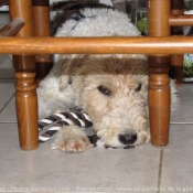 Photo de Fox terrier  poil dur