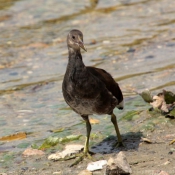 Photo de Poule d'eau