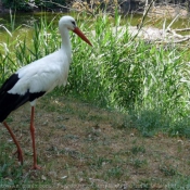 Photo de Cigogne