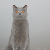 Photo de British shorthair