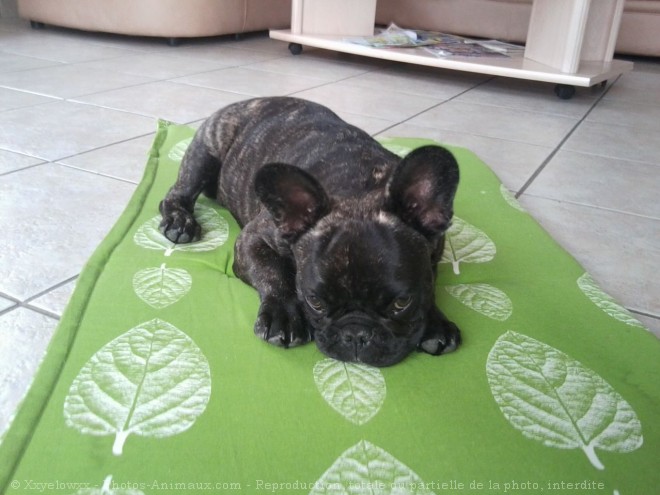 Photo de Bouledogue franais