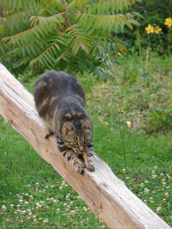 Photo de Chat domestique