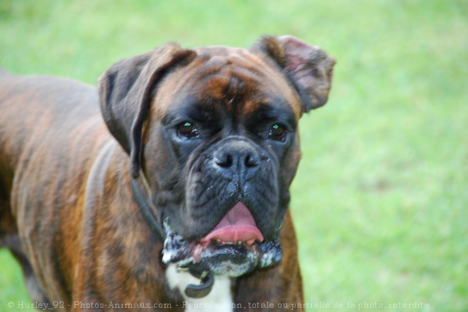 Photo de Boxer