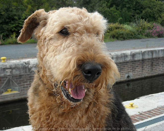 Photo d'Airedale terrier