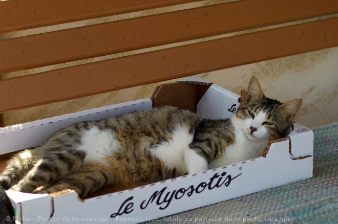 Photo de Chat domestique