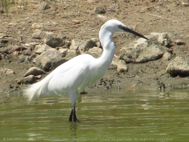 Photo d'Aigrette