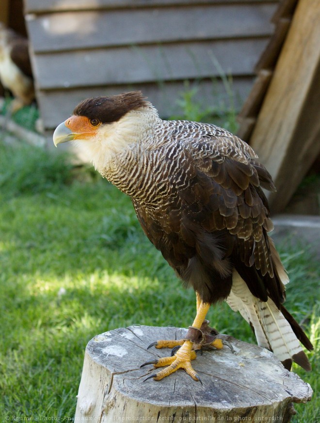 Photo de Caracara