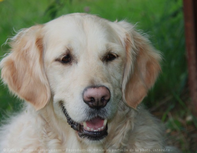 Photo de Golden retriever