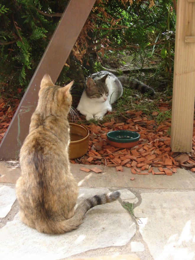 Photo de Chat domestique