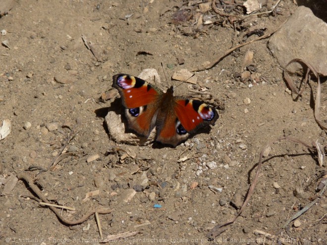 Photo de Papillon - paon du jour