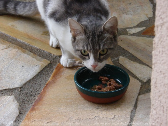 Photo de Chat domestique