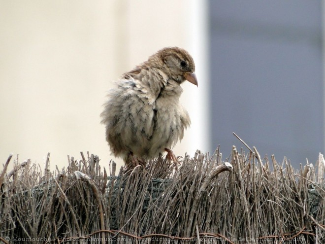 Photo de Moineau