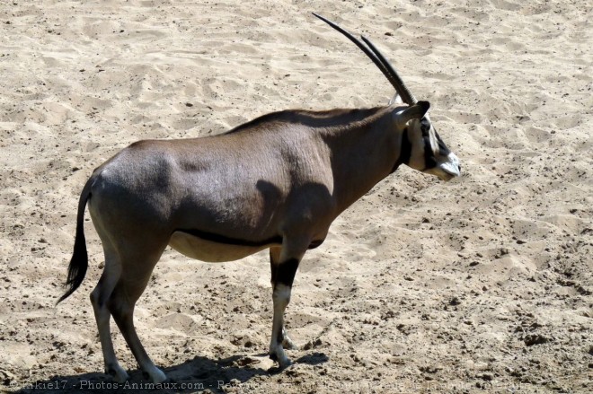 Photo d'Oryx