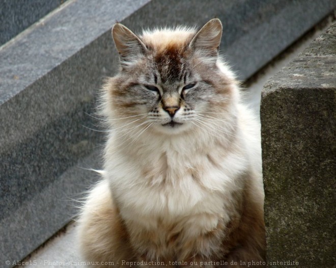 Photo de Chat domestique