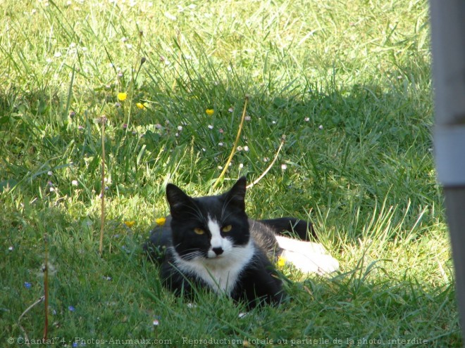 Photo de Chat domestique