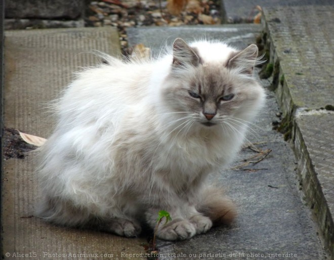 Photo de Chat domestique