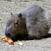 Photo de Cabiai ou capybara