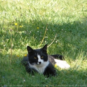 Photo de Chat domestique