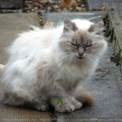 Photo de Chat domestique