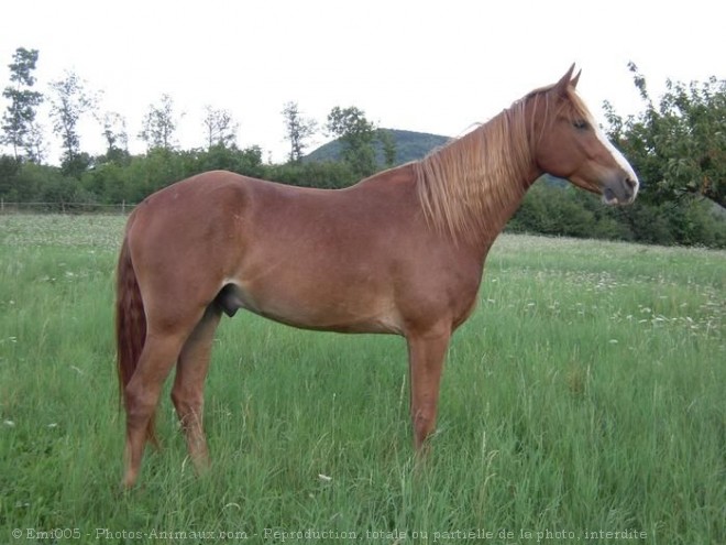 Photo de Rocky mountain horse