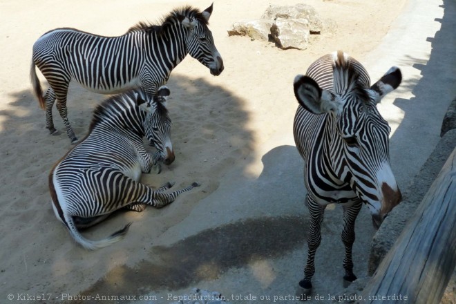 Photo de Zebre