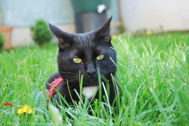 Photo de Chat domestique