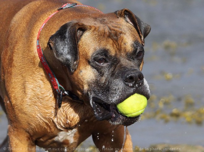 Photo de Boxer