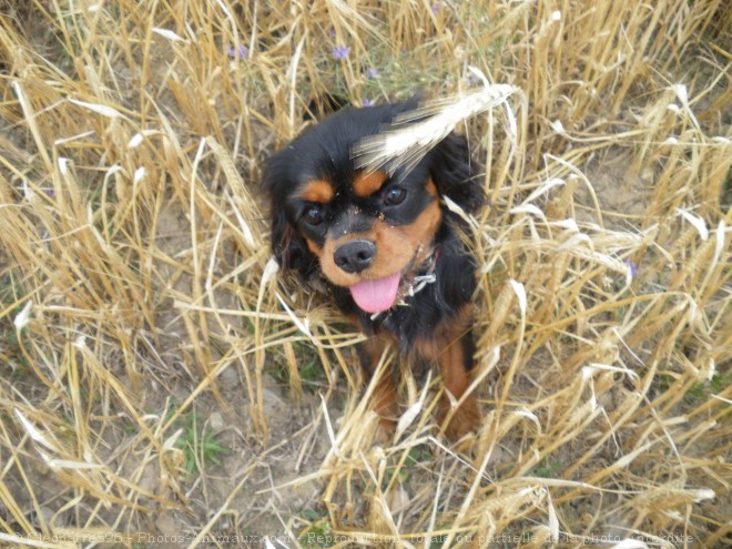 Photo de Cavalier king charles spaniel