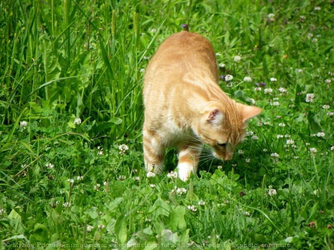 Photo de Chat domestique