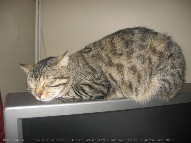 Photo de Chat domestique