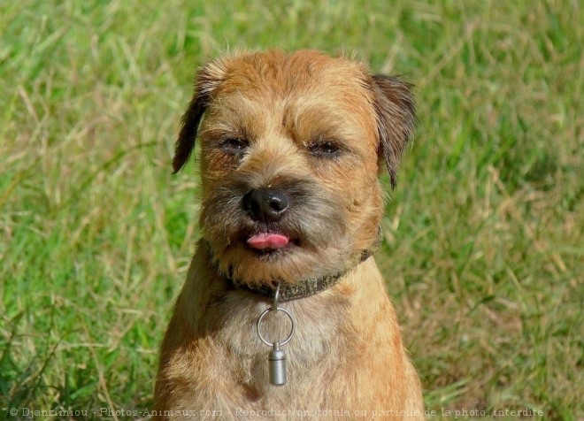 Photo de Border terrier