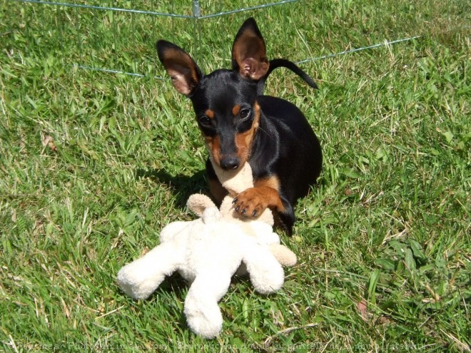 Photo de Pinscher nain