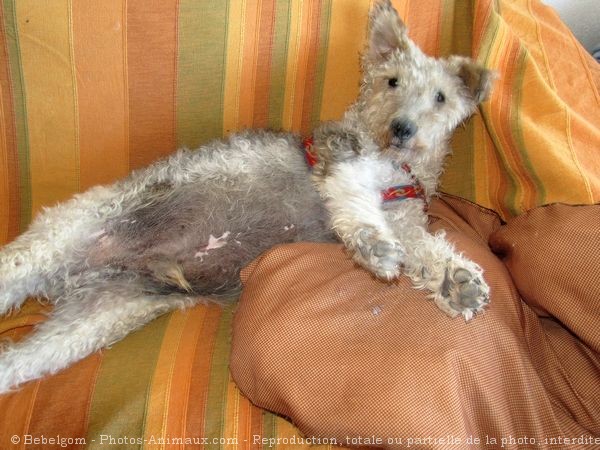 Photo de Fox terrier  poil dur