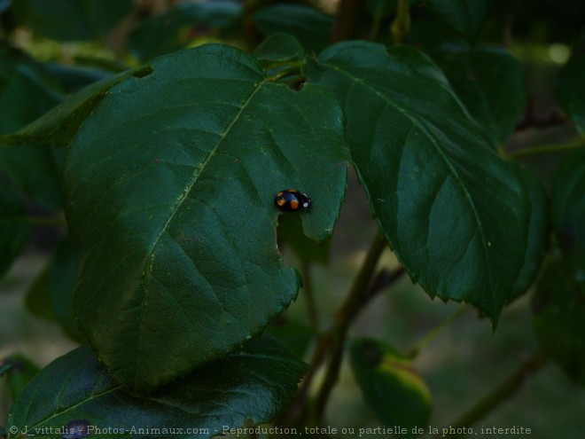 Photo de Coccinelle