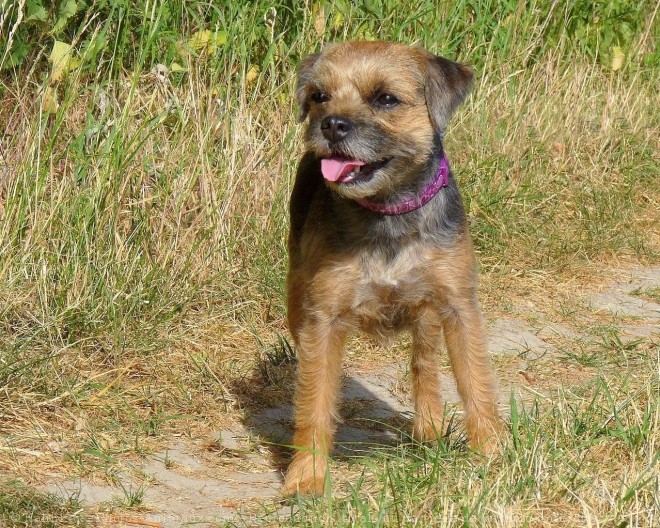 Photo de Border terrier