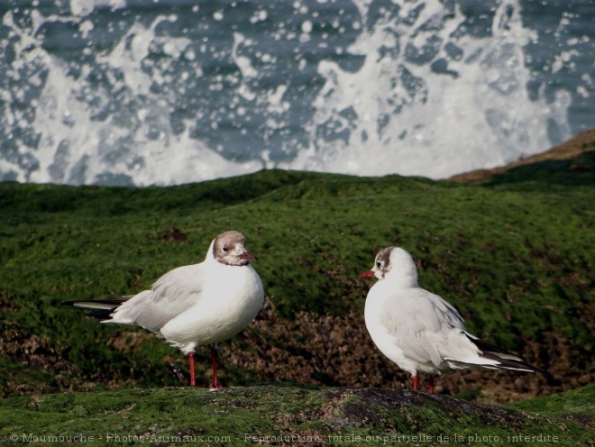 Photo de Mouette