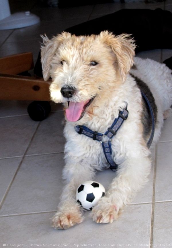 Photo de Fox terrier  poil dur