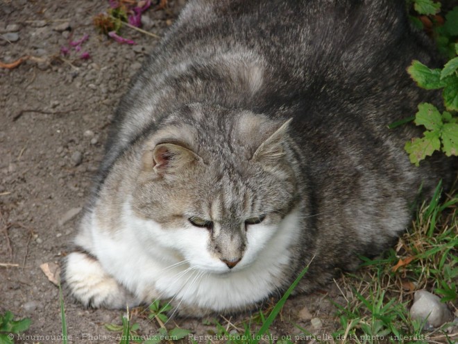 Photo de Chat domestique