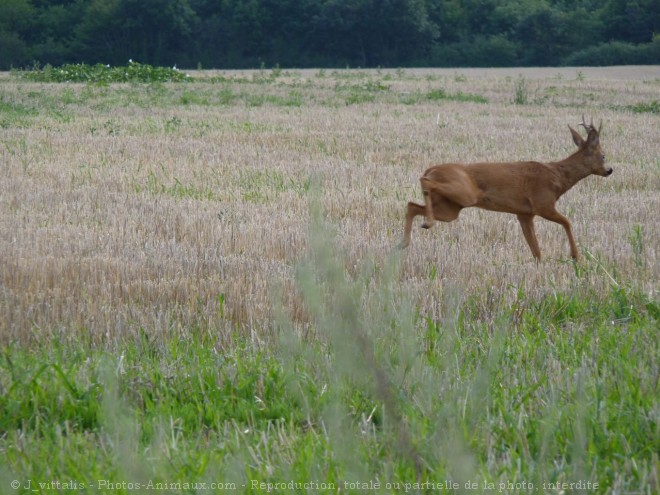 Photo de Cerf