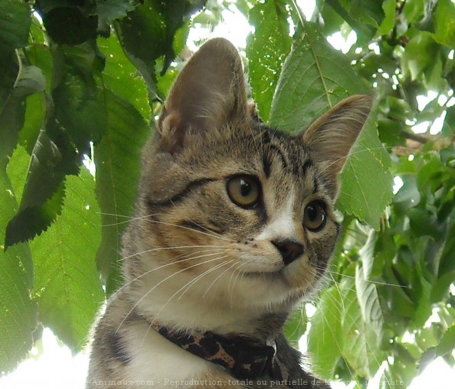 Photo de Chat domestique