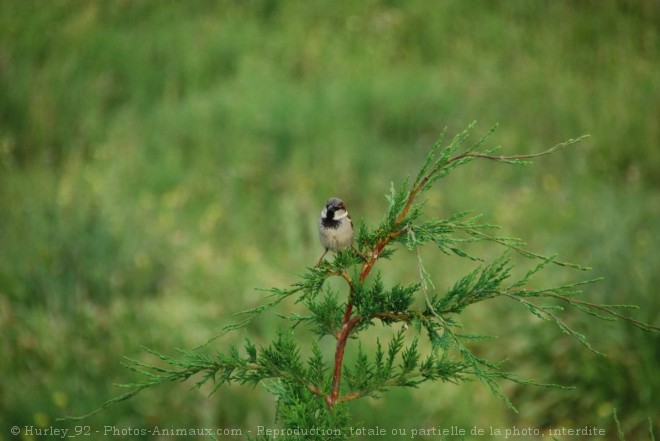 Photo de Moineau